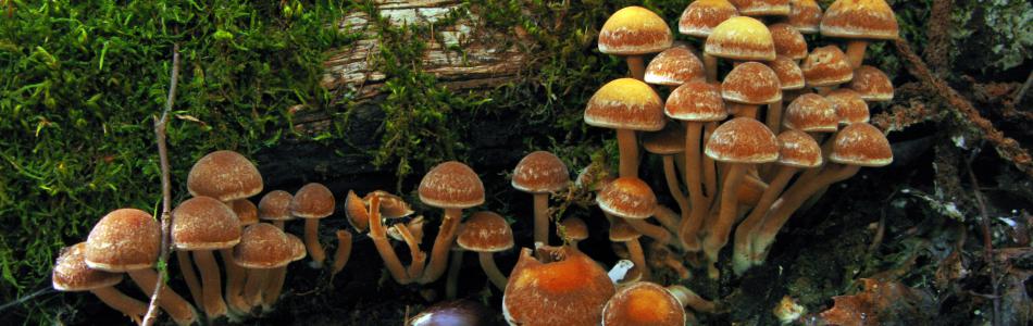 mushroombanner.jpg